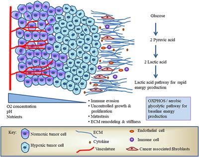 Hypoxic Transformation of Immune Cell Metabolism Within the Microenvironment of Oral Cancers